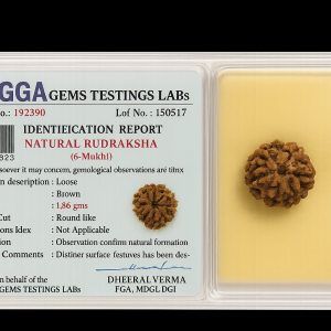 6 mukhi Rudraksha