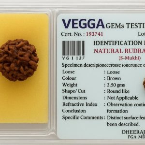 5 mukhi Rudraksha