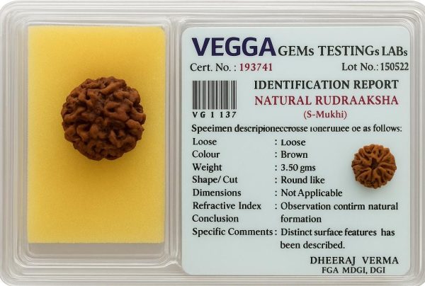 5 mukhi Rudraksha